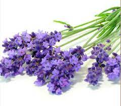 Lavender Bulgarian Essential Oil